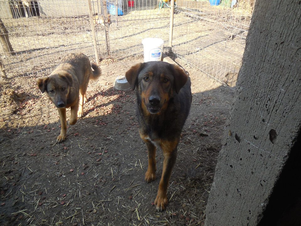 OUZO MALE NE LE 20/09/2017  RACE COMMUNE  frère de Taliya et Nami, trouvé dans la rue en mai 2018 - Parrainé par Viviane -R- 51791211