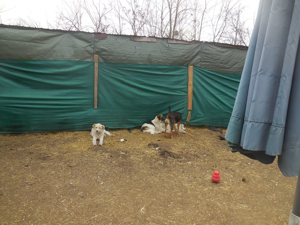 NUGGETS - né 15/04/2018 (chiot de Wally) - marrainé par Patricia en FA chez Nancy en Belgique -R-SOS 53082512