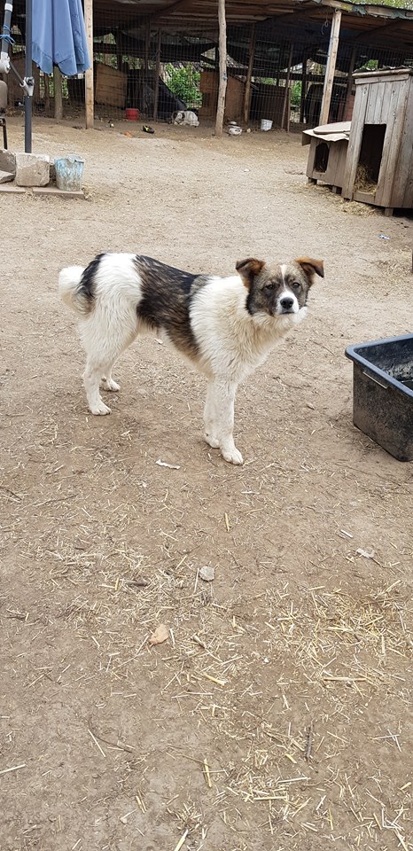 OSLO, né le 15/04/2018 ( chiot de Wally ) - parrainé par Caroline Louise -R-SOS-SC 56857510