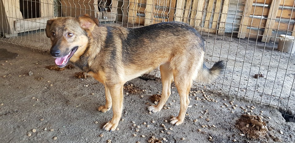 NAMI FEMELLE NEE LE 20.09.2017 - soeur de Taliya et Ouzo, trouvée dans la rue en mai 2018- marrainée par Guyenne -R-SC 64992510