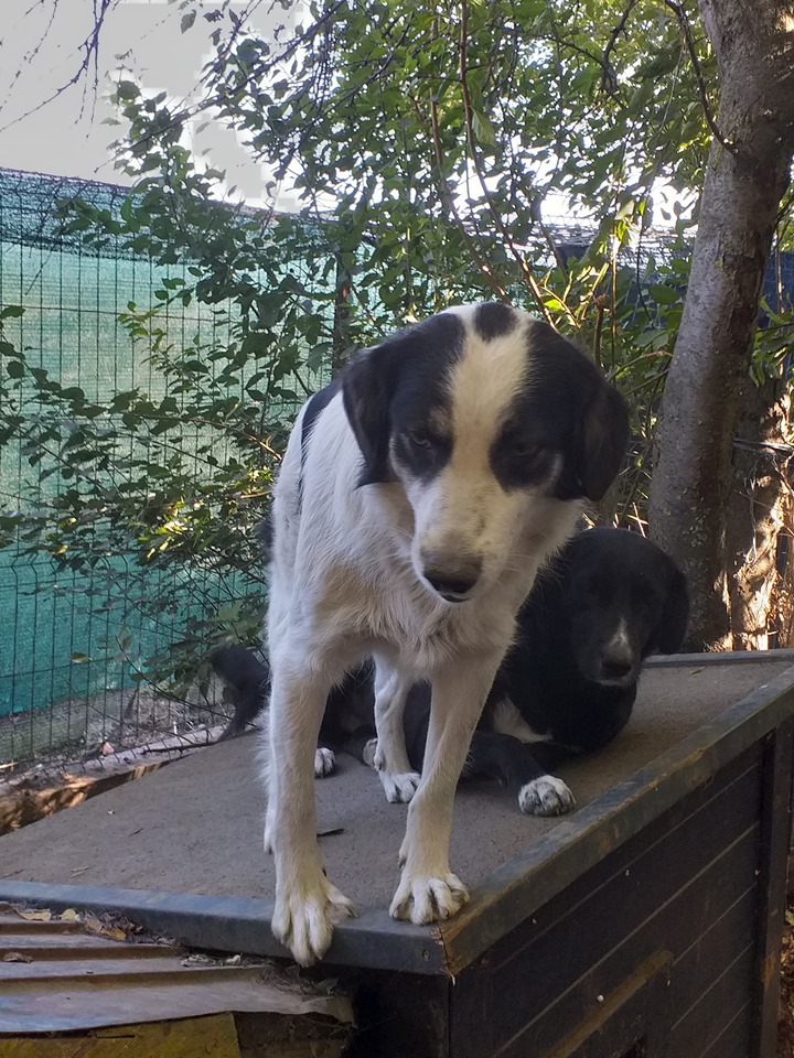NAOLA , maman née en 2016 trouvée avec ses 7 chiots dans un sac en déc 2017- Marrainée par Magda D. et Lestinkers -R-SC-SOS 73090411