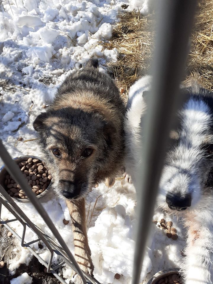 JUMPY - x griffon 12  ans   (8  ans de refuge) - Asso Arche d'Eternité  (Roumanie) 85118811