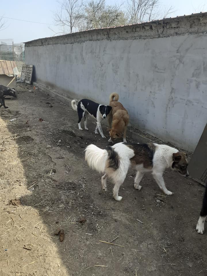 OSLO, né le 15/04/2018 ( chiot de Wally ) - parrainé par Caroline Louise -R-SOS-SC 91703212