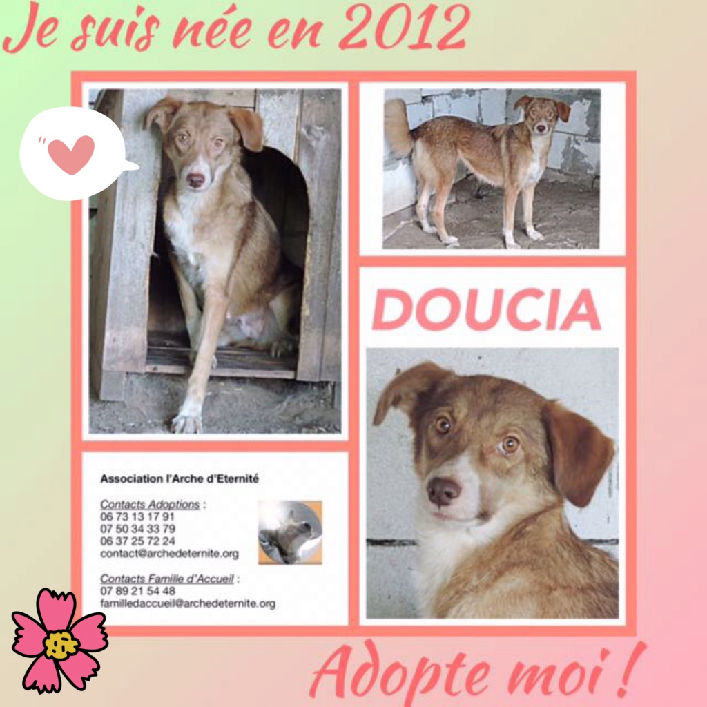 DOUCIA, née en 2012, sauvée de Mihailesti les 16 Avril 2018 - Marrainée par Elisabeth B-R-SC Doucia11