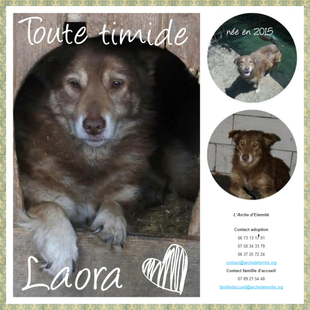 LAORA, femelle rescapée d'Oltenita du 30 avril 2015, née fin 2013, marron roux - marrainée par lilirez2 - SOS-R-SC - Page 3 Laora10