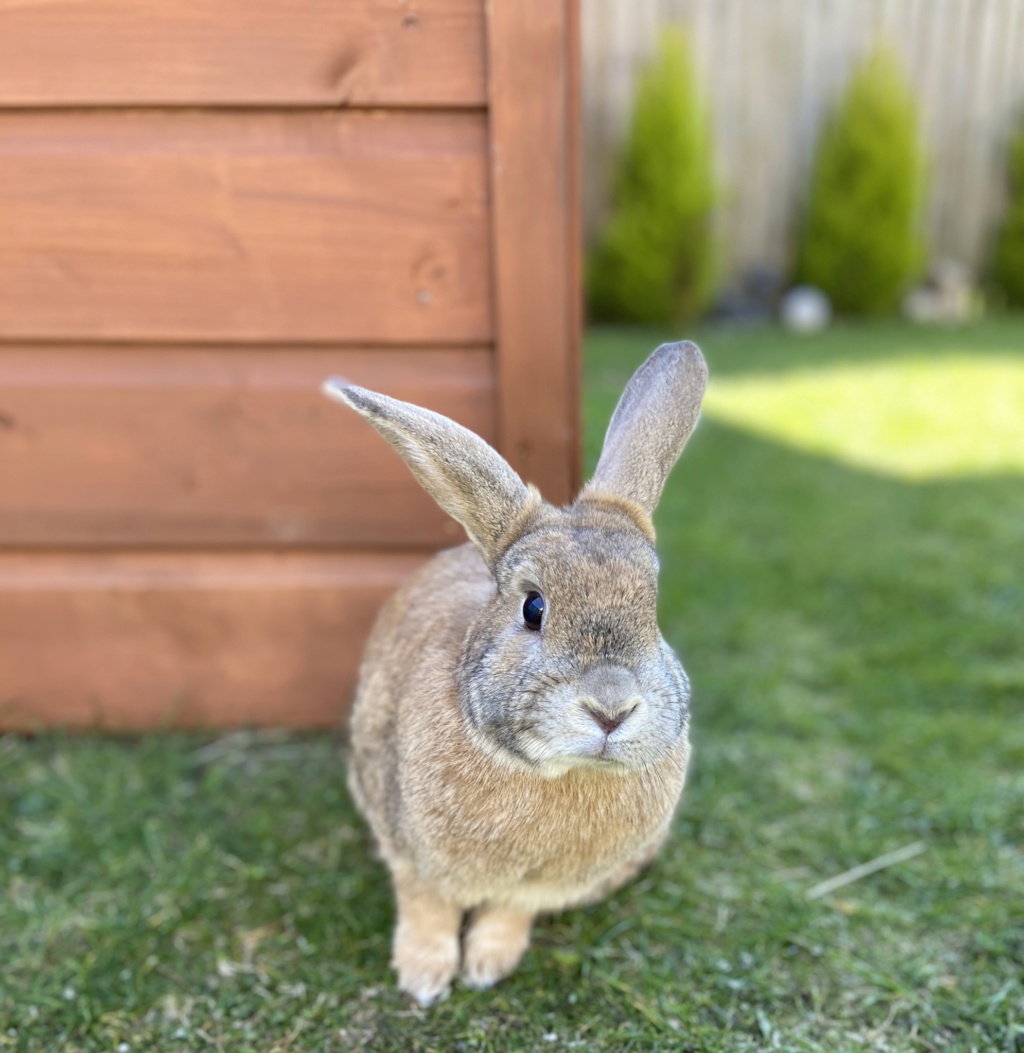 Bunnies is the garden  Abe68010