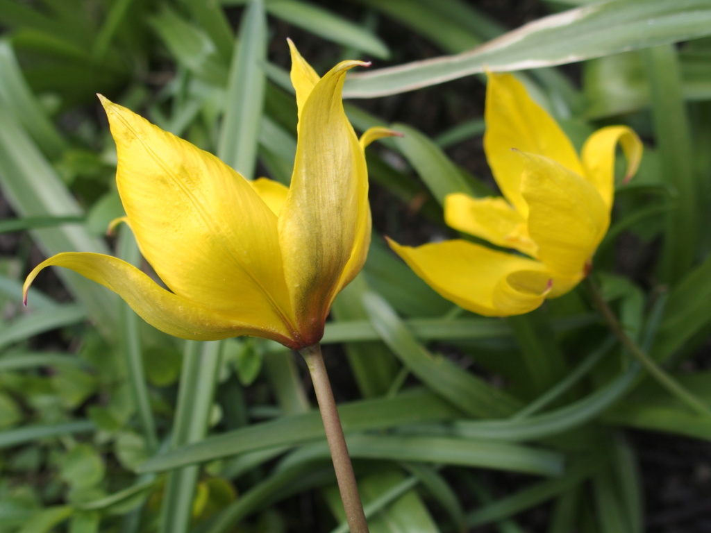 Tulipa 2021 202110