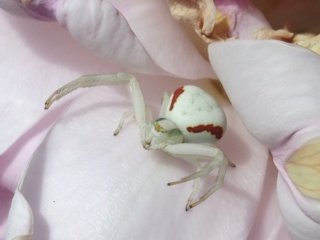 le thomise , araignée variable, blanche ou jaune  Thomis10