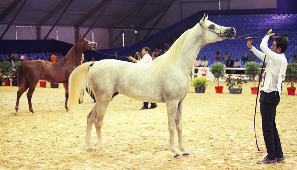 [Maroc/Histoire, Accueil...] fauconnerie (el jadida) 70811010