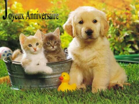 Anniversaire S Dom 53 Anniversaire S Dom 53