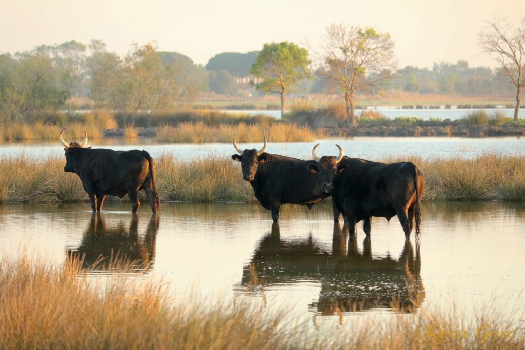 [Autres voyages/France] [Autres voyages/France]La petite Camargue  Toros11