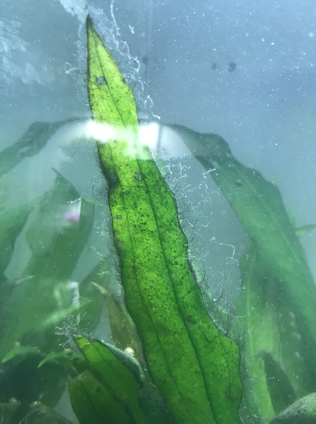 Quelle est cette algue ? Captur11