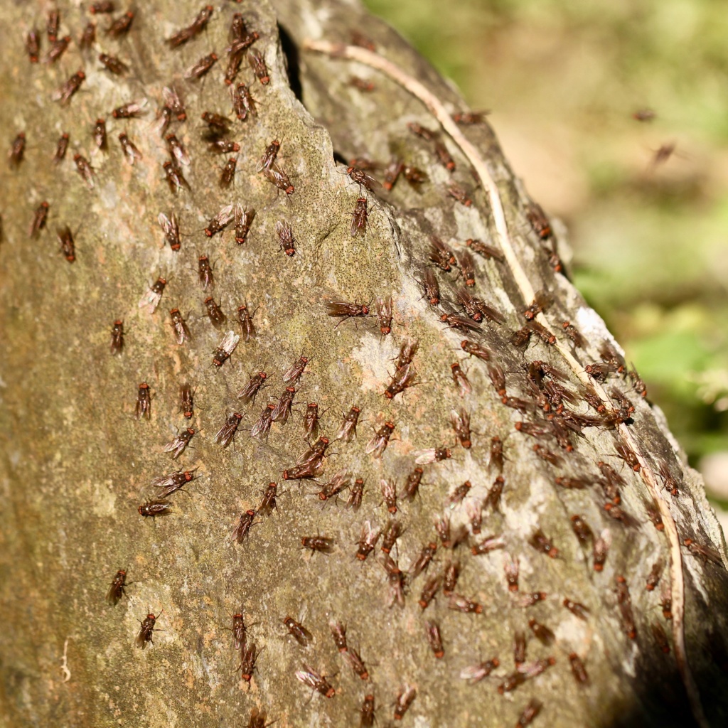 [Muscoidea] des centaines de mouches  Img_0111