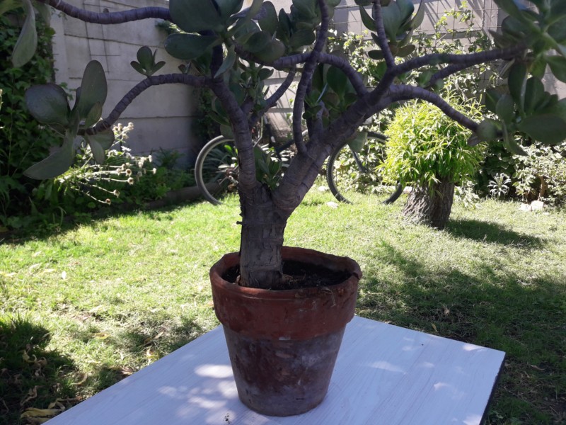 Árbol de jade (crassula ovata) 20190216