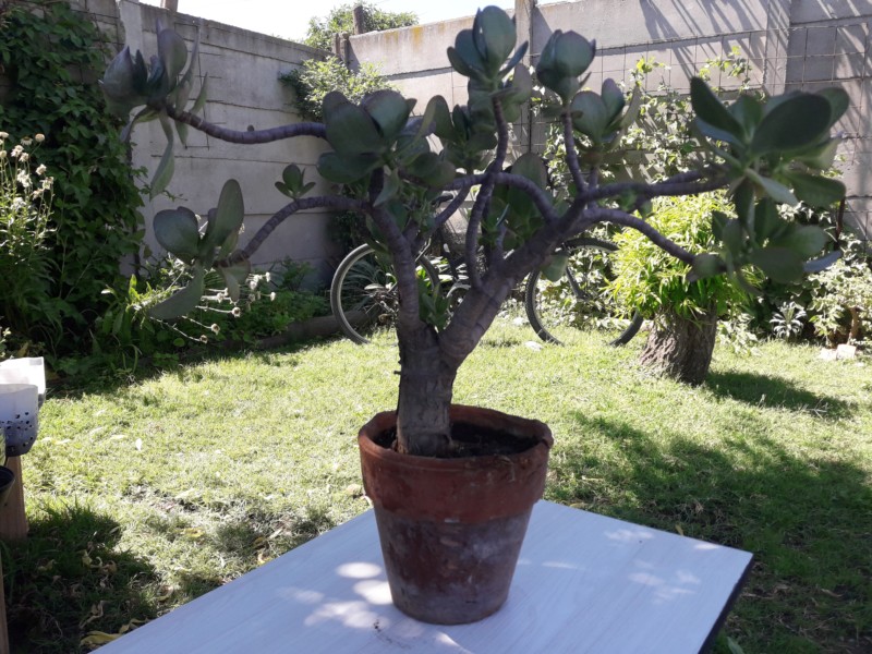 Árbol de jade (crassula ovata) 20190217