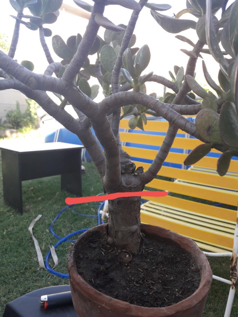 Árbol de jade (crassula ovata) 20190218