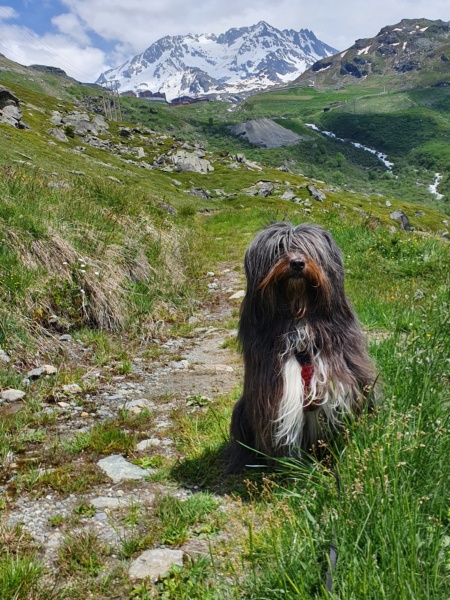 GRIBOUILLE (ex BARBOUILLE) - mâle croisé à poils longs de taille moyenne, né en 2015 (PASCANI) - REMEMBER ME LAND - ADOPTE PAR JEANINE (71) - Page 12 20210614