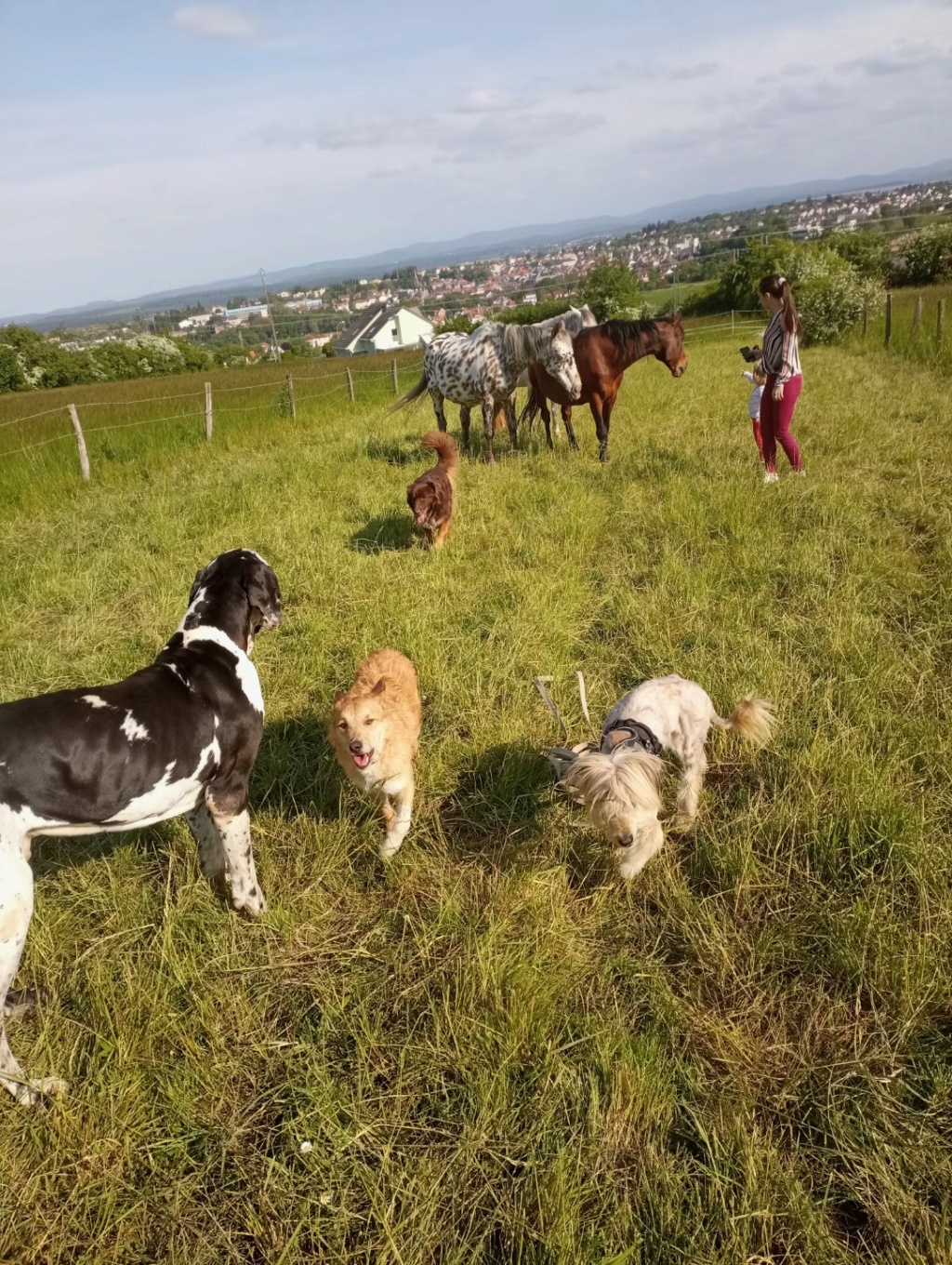 BOGDAN (ex FIRE) - mâle, typé griffon, de taille moyenne - né environ en avril 2017 - (Fourrière de Roman) - REMEMBER ME LAND - En FA chez Dominique (57) - Adopté par Astrid (57) - Page 4 Image046