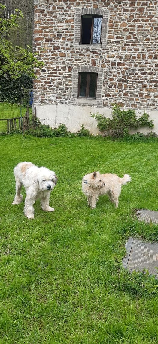 TEDDY (ex ECHO) - mâle, de taille moyenne à grande - né environ en septembre 2013 - (Centre RM Pascani en Roumanie) - en FA chez Fanny (4990 - Belgique) - Adopté par Marie Christine (Belgique)  - Page 5 Messen13