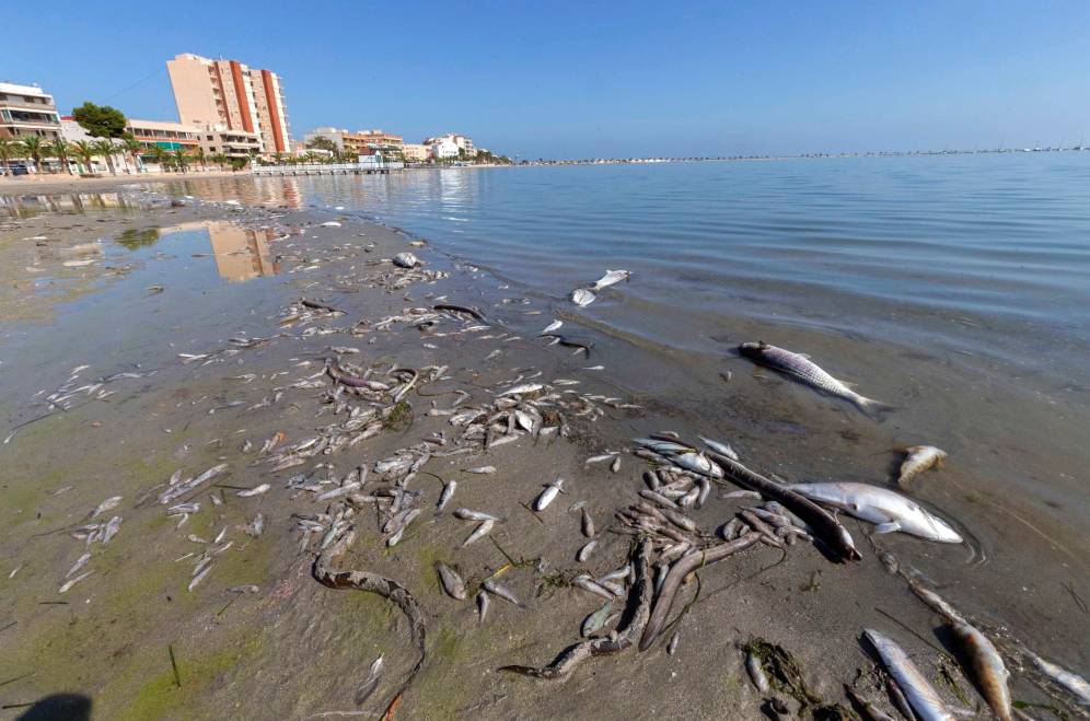 Mar  Menor  (Murcia) Muerte10