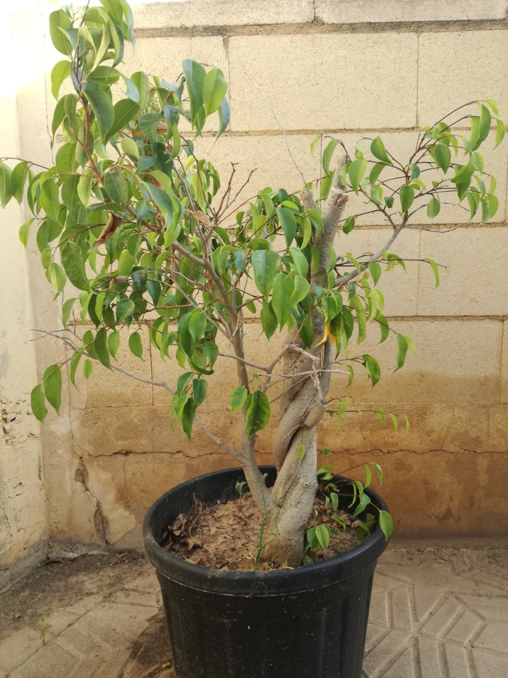 Ficus benjamina Img_2019