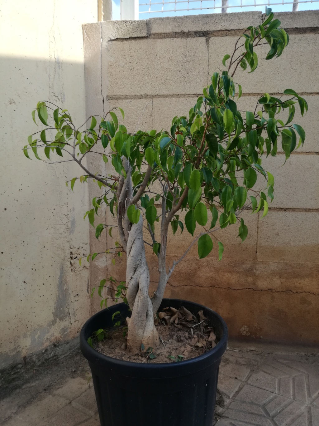 Ficus benjamina Img_2020