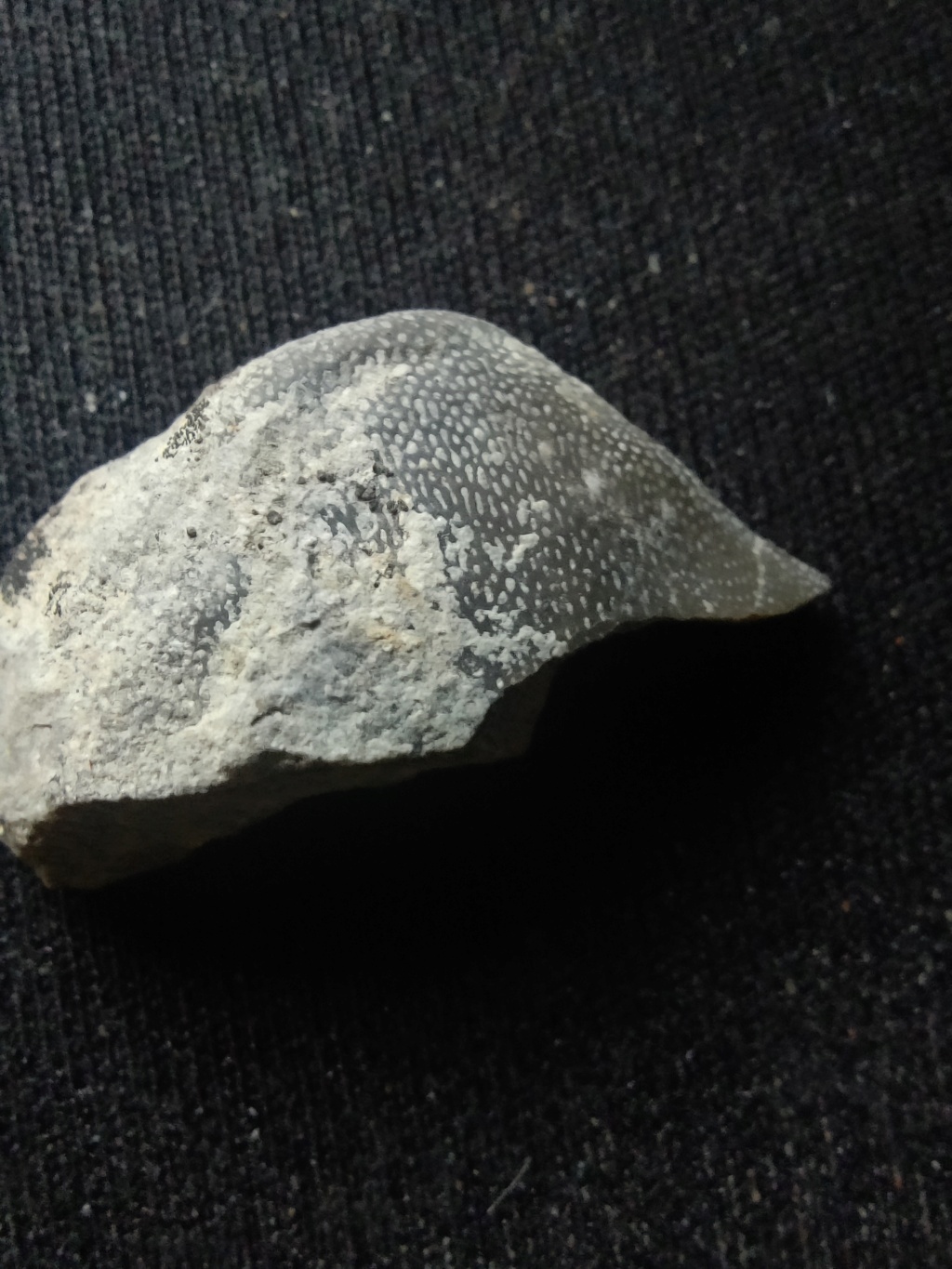 fossile avec des "pores" Img_2014