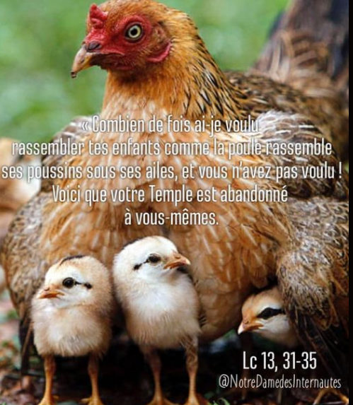 animaux -  Les animaux reflètent-ils l'amour de Dieu ? - Page 6 Poule_10