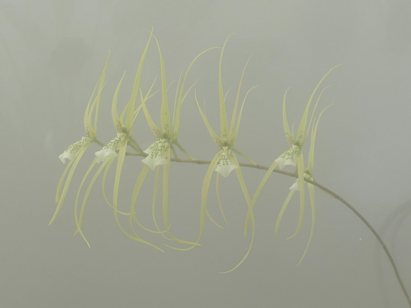 Brassia verrucosa Brassi13