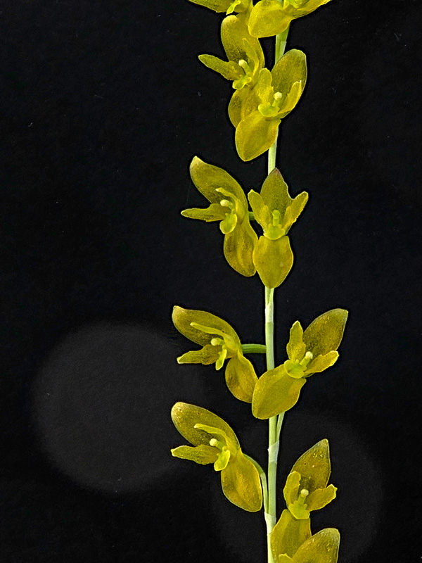 Miniatur-Orchideen Teil 6 - Seite 16 Pths_r10