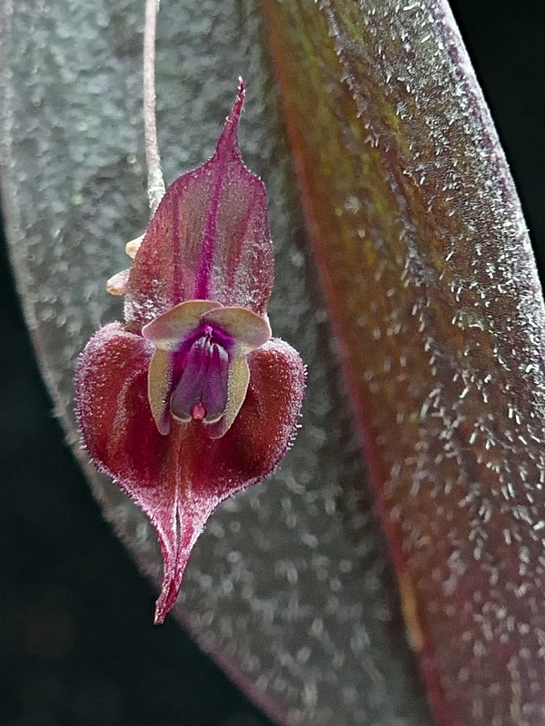 Makroaufnahmen von Miniaturorchideen Web-ga10