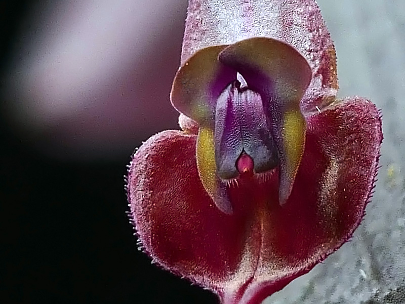 Makroaufnahmen von Miniaturorchideen Web-ga11