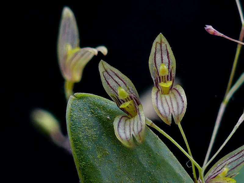 Miniatur-Orchideen Teil 6 - Seite 9 Web-pr10