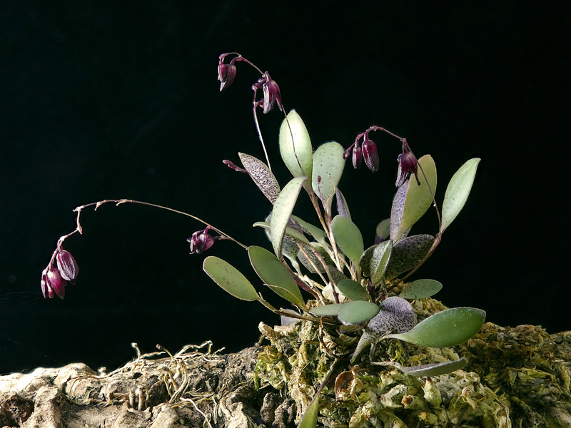 Makroaufnahmen von Miniaturorchideen - Seite 2 Web-pt15