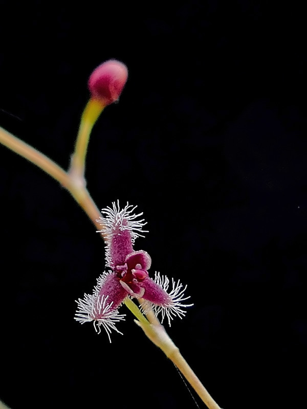 Makroaufnahmen von Miniaturorchideen - Seite 2 Web-st18