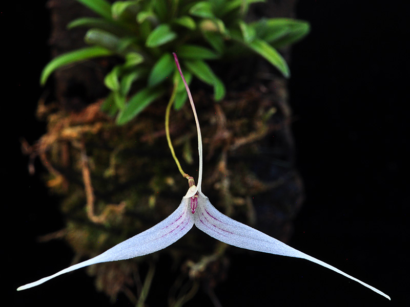 Makroaufnahmen von Miniaturorchideen - Seite 4 Web-t-10