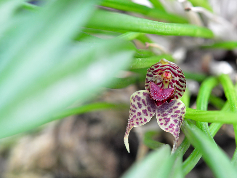 Miniatur-Orchideen Teil 6 Web_dr10