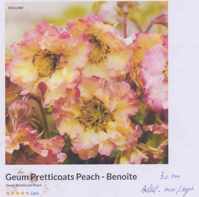 geum pretticoats peach 1033