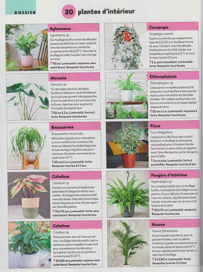 plantes d'intérieur - Page 5 13l10