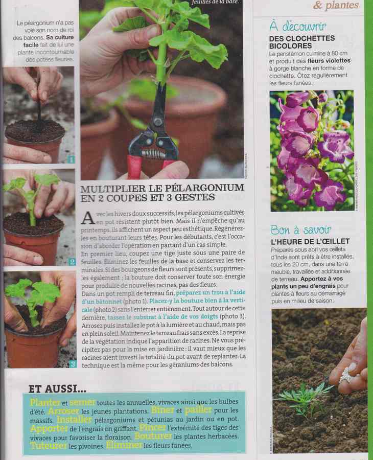 au jardin - Page 40 2911