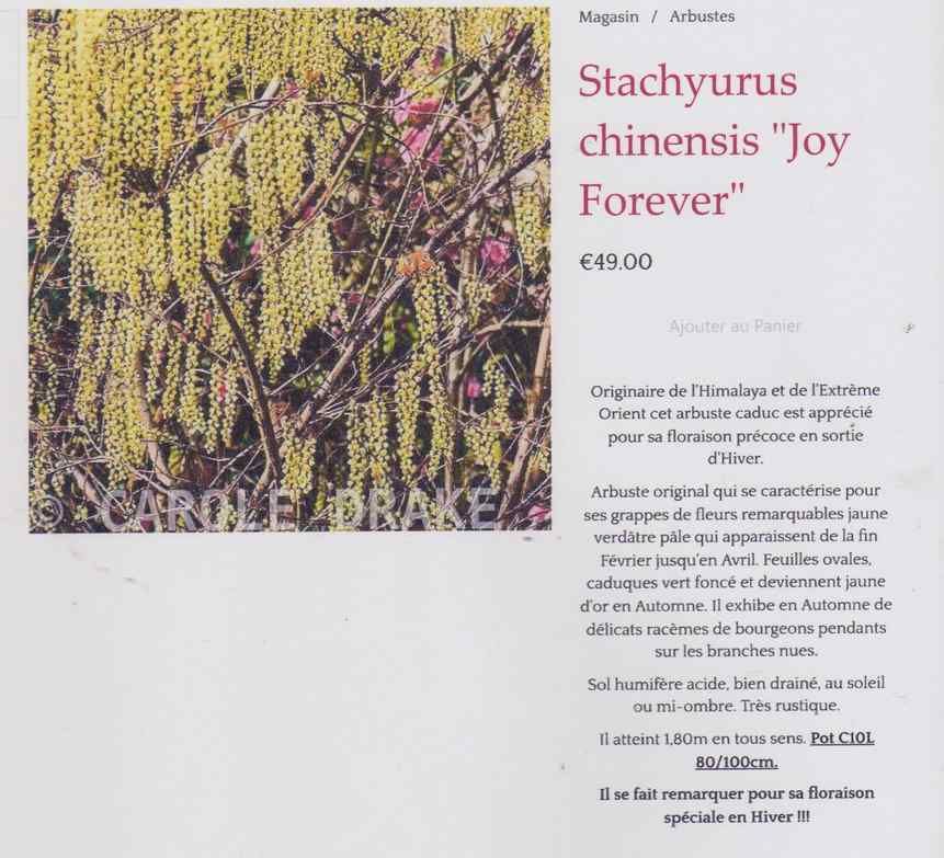 Stachyurus chinensis Joy Forever 457