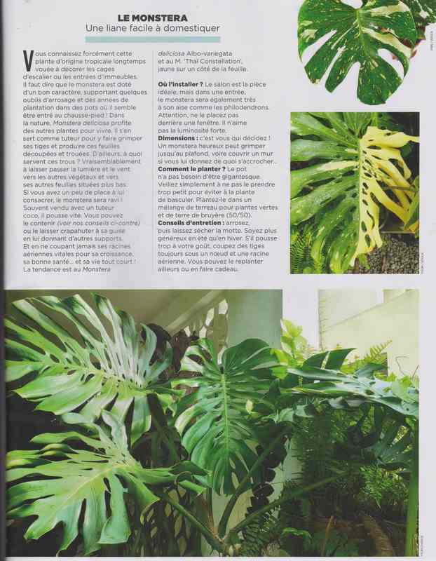 plantes d'intérieur - Page 2 6a17