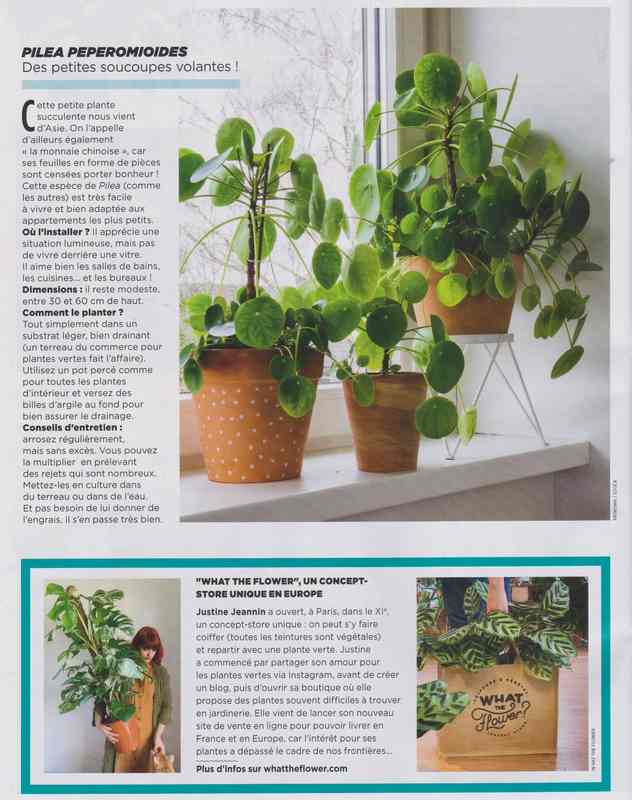 plantes d'intérieur - Page 2 6b13