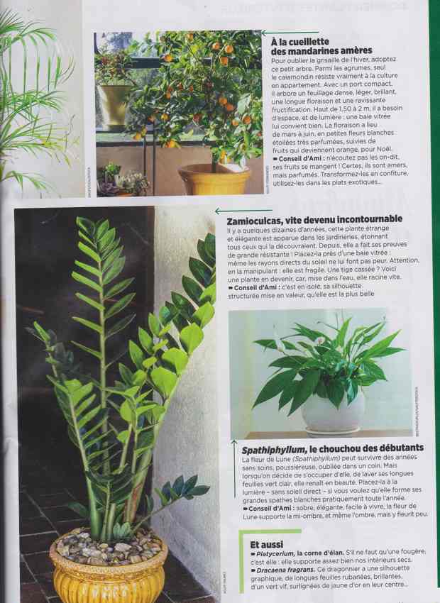 plantes d'intérieur - Page 3 7a18