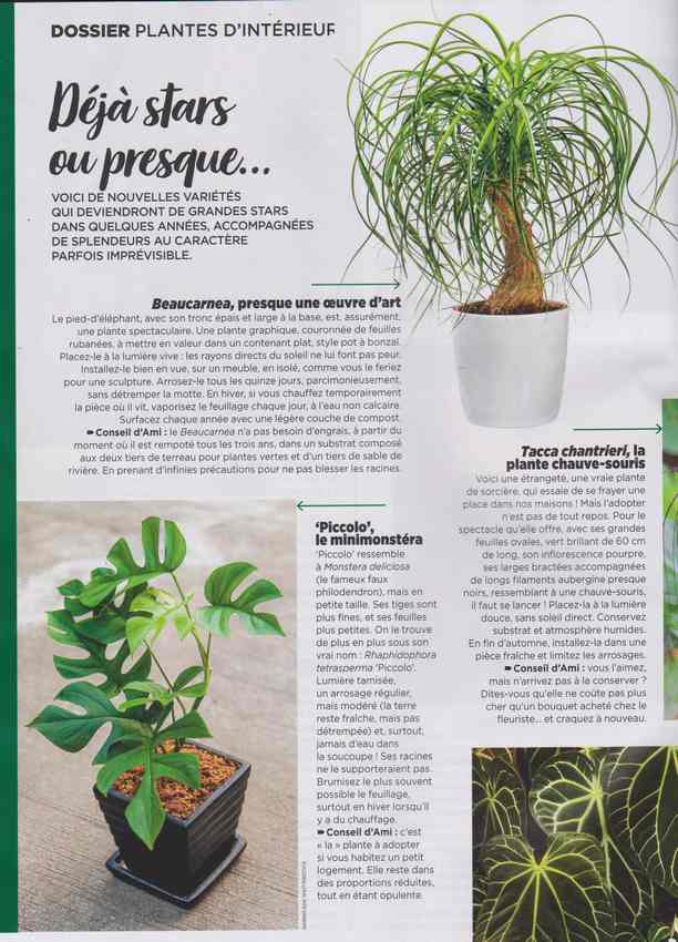 plantes d'intérieur - Page 3 7f11