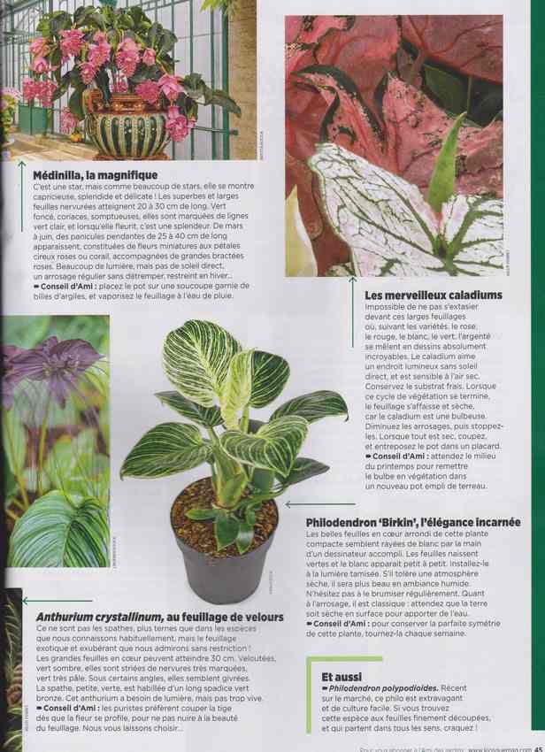 plantes d'intérieur - Page 3 7g11