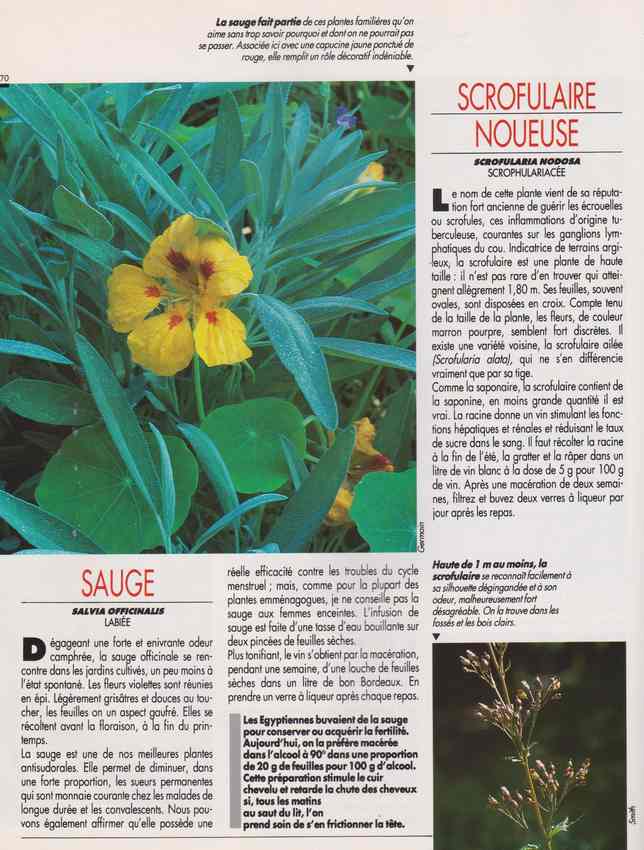 les plantes qui soignent - Page 18 7s10