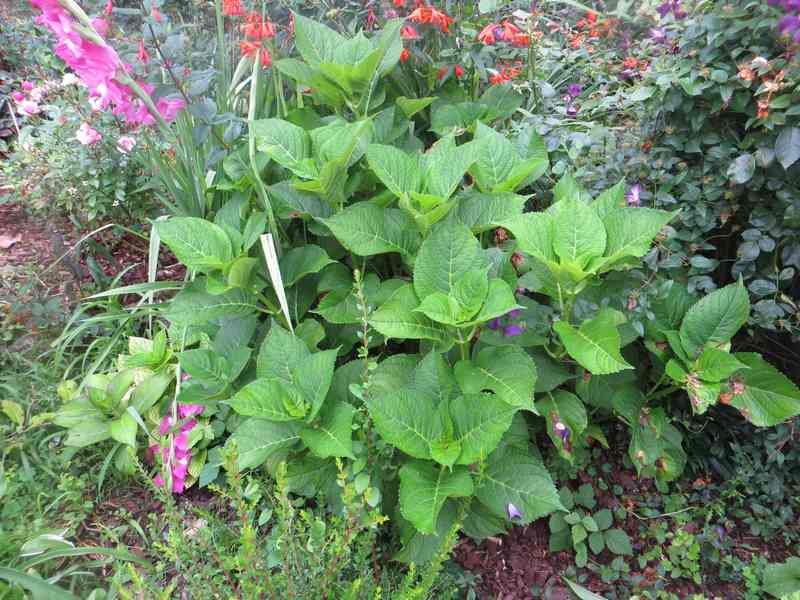 Hydrangea !!! - Page 19 Img_5844