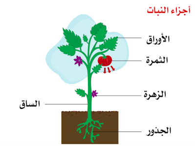 النباتات  Io_ye_10