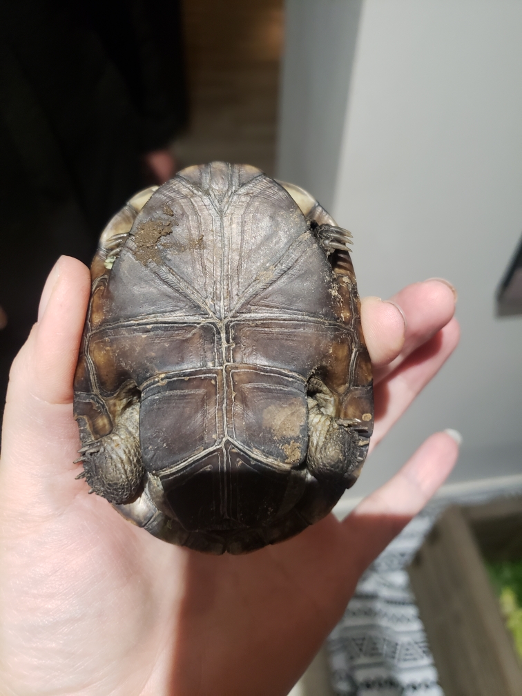 Help ! A quelle espèce appartient notre tortue  Resize14